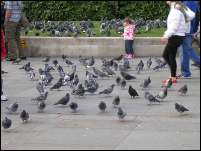 a lot of pigeons in London