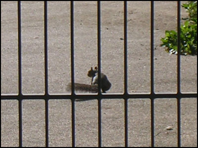 squirell london